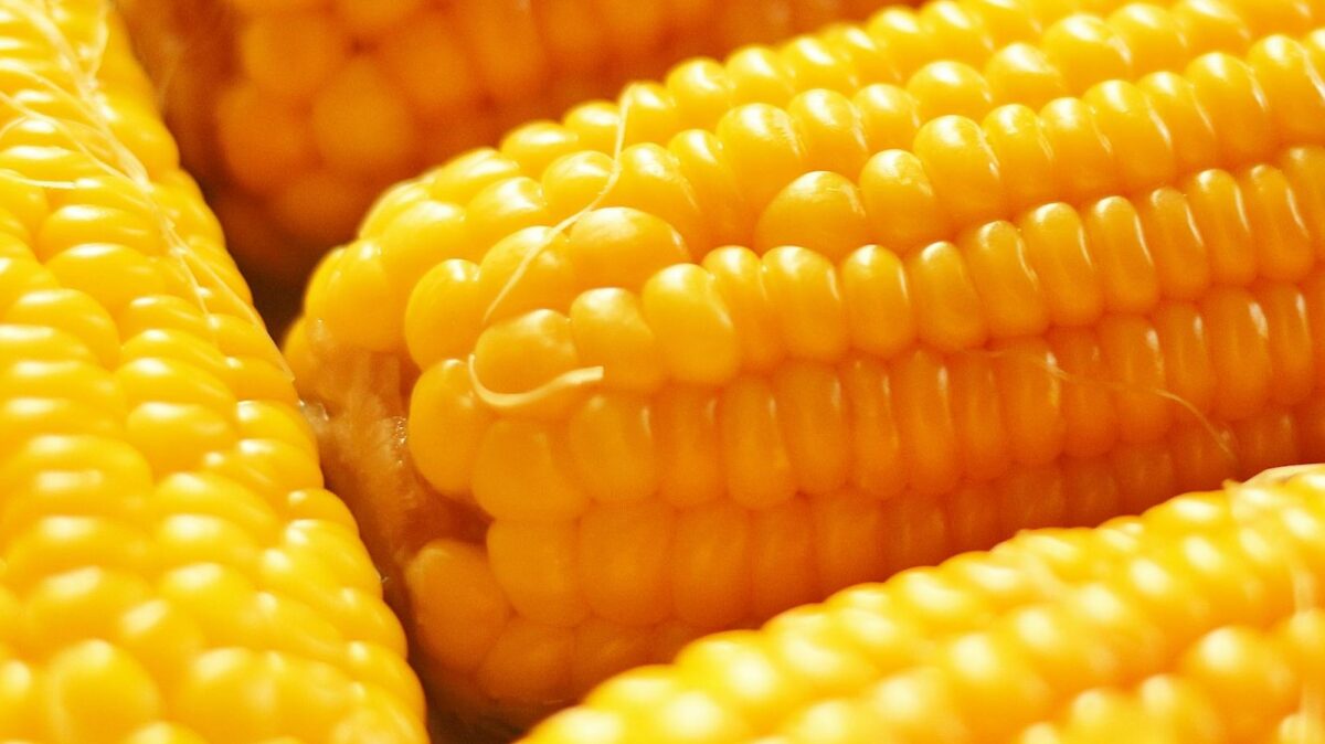 a close up photo of delicious yellow corn on the cobs