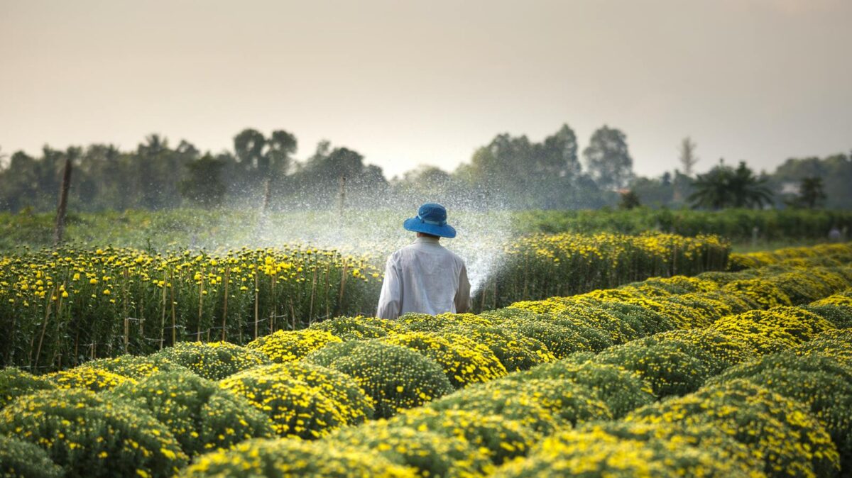 man wearing blue hat spraying yellow flowers on field