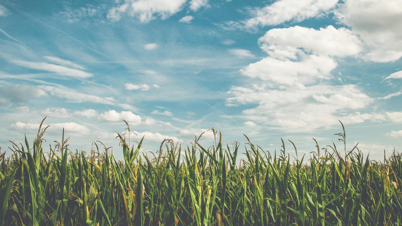 corn fields under white clouds with blue sky during daytime